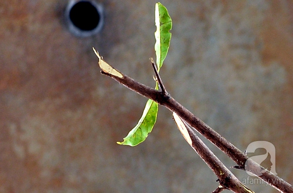 bàng lá nhỏ bàng lá nhỏ