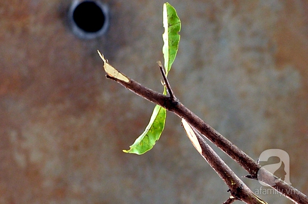 bàng lá nhỏ