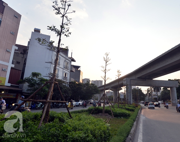 bàng lá nhỏ bàng lá nhỏ