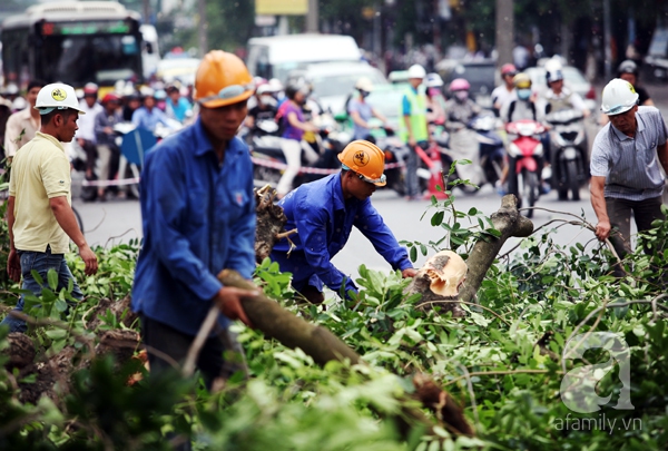 chặt cây xà cừ cổ thụ