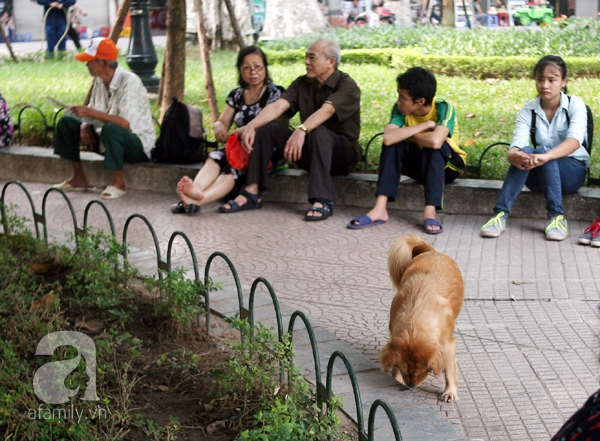 chó thả rông