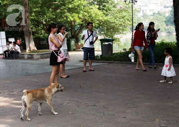 chó thả rông