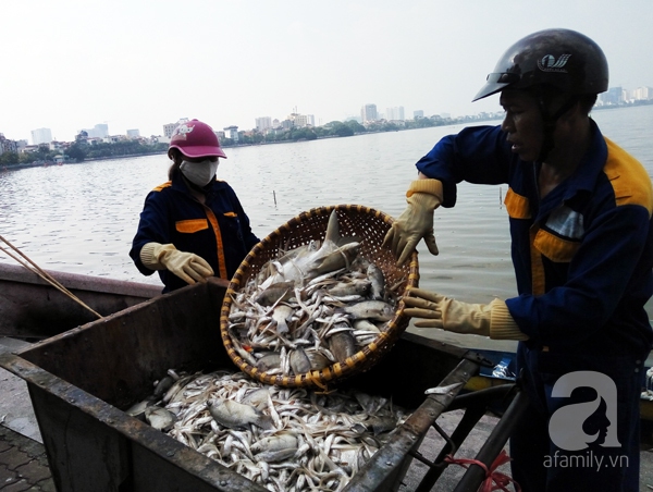 cá chết hồ tây