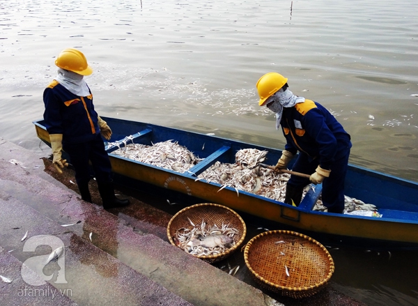 cá chết hồ tây