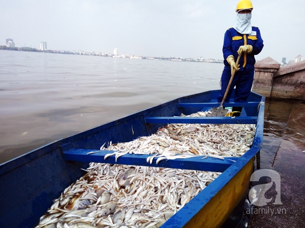 Ngay trong tối hôm qua ngay sau khi nhận được thông tin phát hiện cá chết hàng loạt ở Hồ Tây, chủ tịch UBND TP Hà Nội đã chỉ đạo các ban ngành vào cuộc trong đó có Sở tài nguyên môi trường lấy mẫu nước, cá chết để xét nghiệm làm rõ nguyên nhân. Đồng thời yêu cầu các ban ngành nhanh chóng thu gom cá chết để làm sạch môi trường...