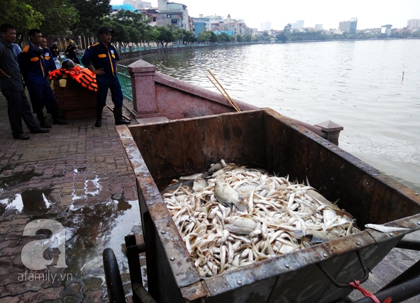 cá chết hồ tây