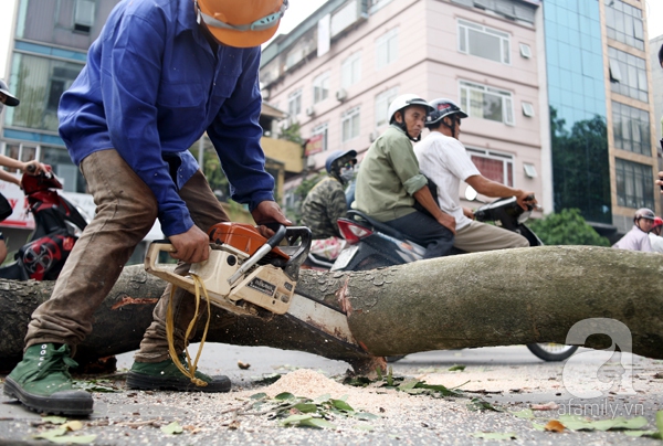 chặt cây