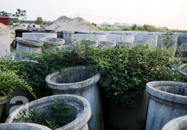 khu sinh thái cẩm đình