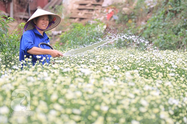 cúc họa mi