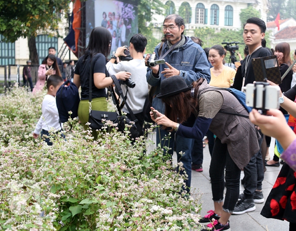 hoa tam giác mạch