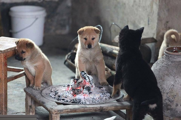 Những chú chó dễ thương trong 