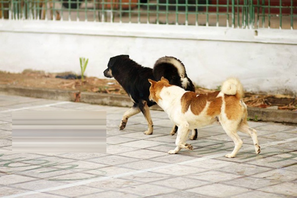 Những chú chó dễ thương trong 