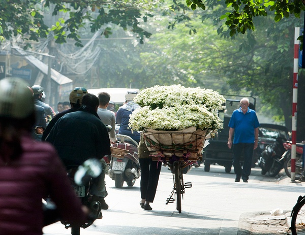 Hà Nội đẹp ngỡ ngàng những ngày cúc họa mi về phố 9