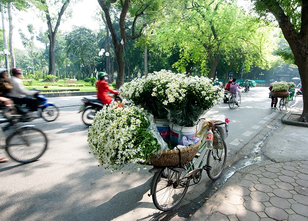Hà Nội đẹp ngỡ ngàng những ngày cúc họa mi về phố 12 Hà Nội đẹp ngỡ ngàng những ngày cúc họa mi về phố 12