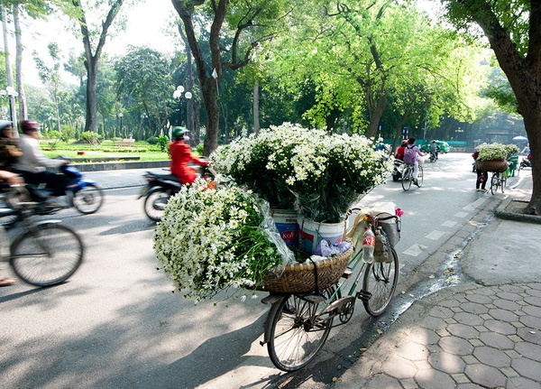 Hà Nội đẹp ngỡ ngàng những ngày cúc họa mi về phố 12