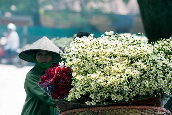 Hà Nội đẹp ngỡ ngàng những ngày cúc họa mi về phố 13