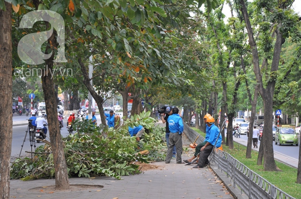 Vội vã chụp ảnh trên con đường bằng lăng trước khi nhiều cây bị đốn bỏ 5