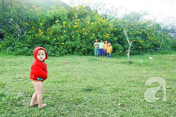 Chiêm ngưỡng mùa dã quỳ vàng rực trên cao nguyên Mộc Châu 13