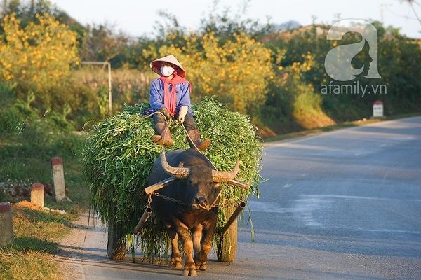 Chiêm ngưỡng mùa dã quỳ vàng rực trên cao nguyên Mộc Châu 8