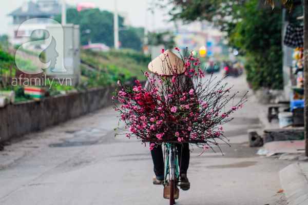 Khoảnh khắc tuyệt đẹp khi những cánh Đào đầu tiên xuống phố 13