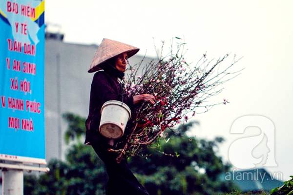 Khoảnh khắc tuyệt đẹp khi những cánh Đào đầu tiên xuống phố 5