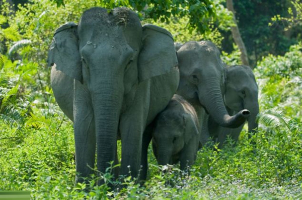Ấn Độ: Chụp ảnh trong vườn thú, cặp vợ chồng bị voi giẫm chết 2