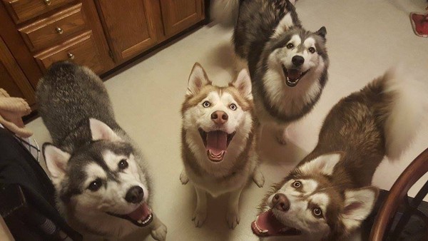 Đố bạn nhịn được cười với 19 biểu cảm khó đỡ của cún cưng