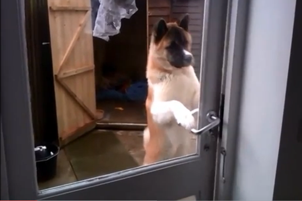 Chú chó thông minh đứng bằng hai chân mở cửa như người