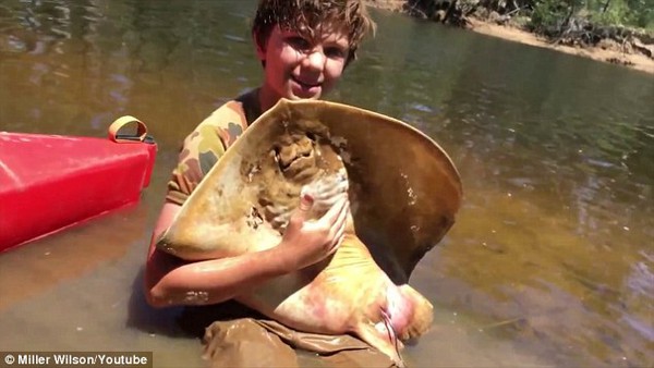 Cậu bé 12 tuổi đỡ đẻ... cho cá