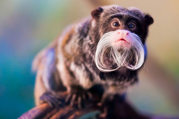 Những bộ râu để đời của các loài khỉ khiến cánh mày râu cũng phải ghen tỵ