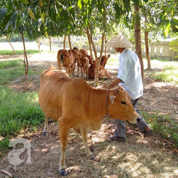 Làng thương vợ