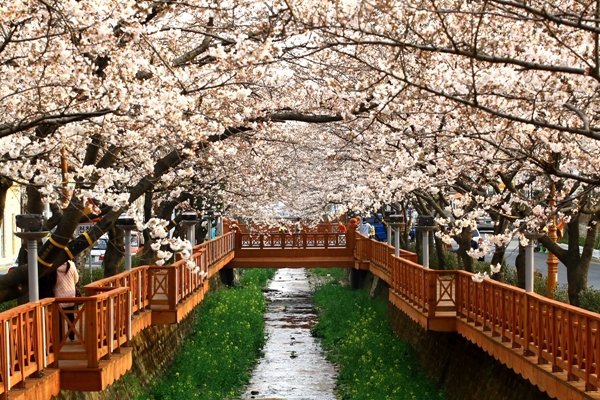Quang cảnh tuyệt đẹp ở các địa điểm ngắm hoa anh đào tại Hàn Quốc 3