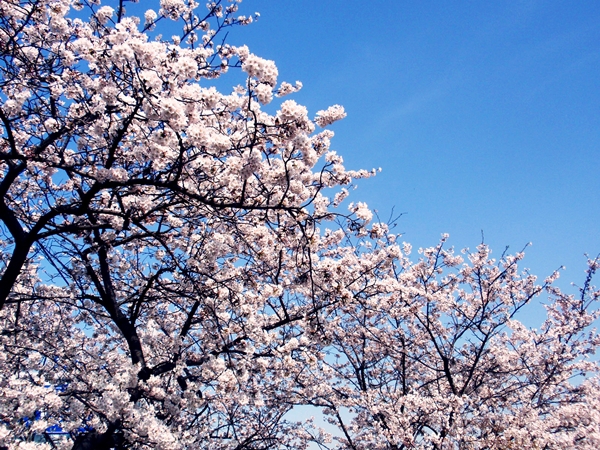 Quang cảnh tuyệt đẹp ở các địa điểm ngắm hoa anh đào tại Hàn Quốc 10