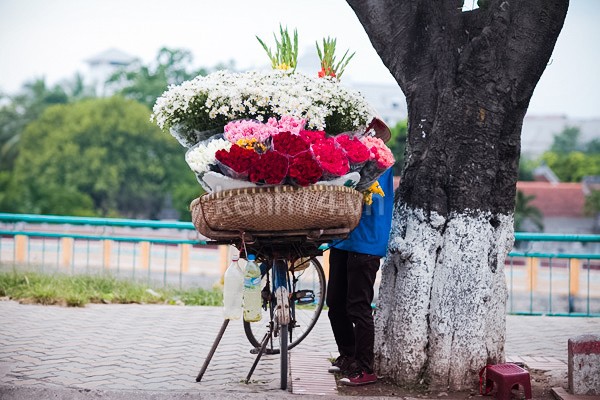 Cúc họa mi đẹp tinh khôi trên phố Hà Nội 4