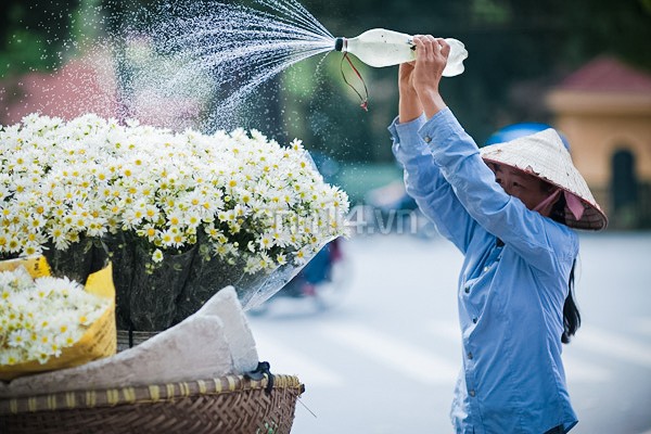 Cúc họa mi đẹp tinh khôi trên phố Hà Nội 18