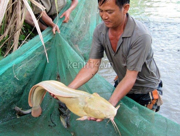 Cần Thơ: Cá trê 