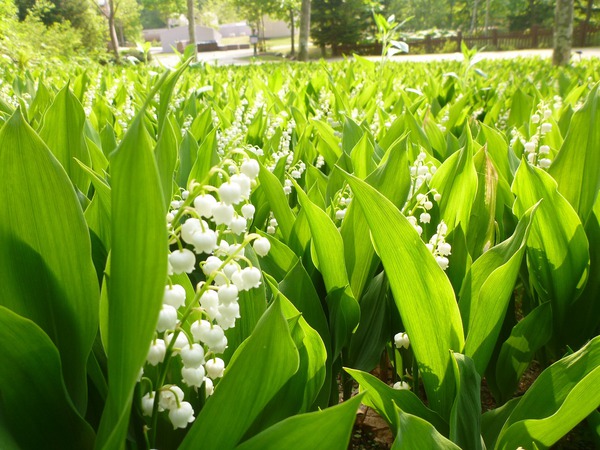 Cánh đồng hoa đẹp hút hồn ở Hokkaido 2