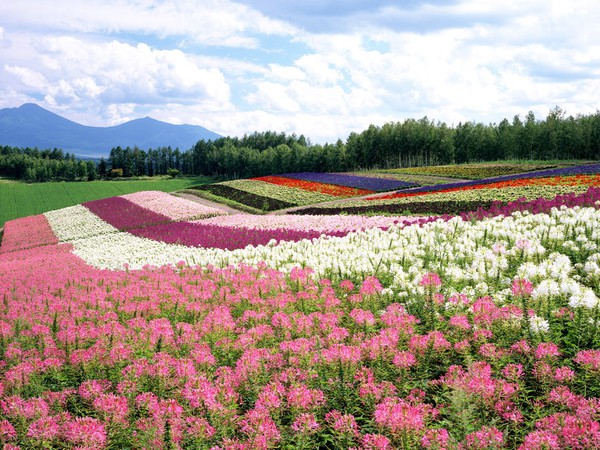 Cánh đồng hoa đẹp hút hồn ở Hokkaido 3