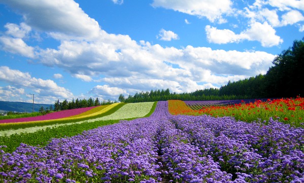 Cánh đồng hoa đẹp hút hồn ở Hokkaido 1