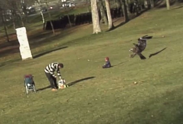 Đại bàng bắt cóc trẻ em ở công viên 4