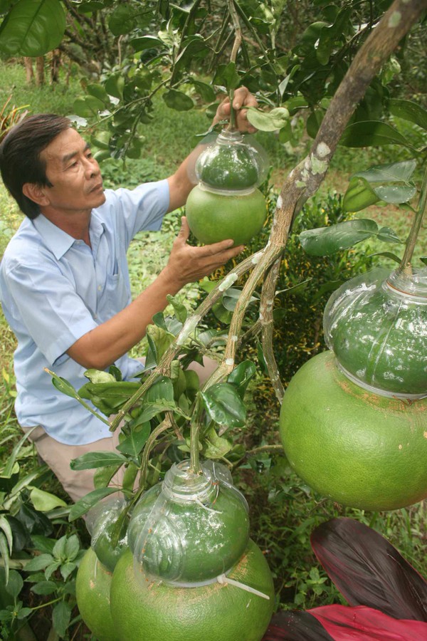 Cận cảnh bưởi hồ lô nổi chữ “Tài Lộc” đón Tết 3