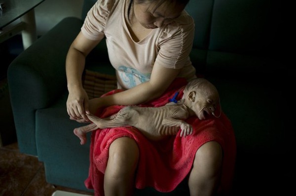 Bé gái 13 tháng tuổi nặng 2,9kg vì mắc bệnh lạ, bố mẹ đau đớn khẩn cầu sự giúp đỡ 2