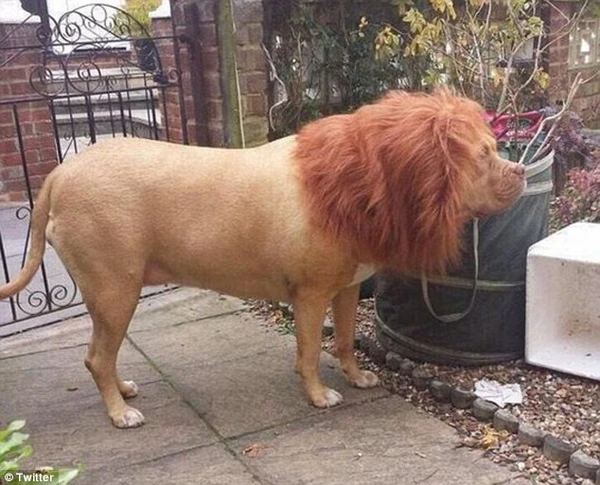 Giật mình chú chó trông giống hệt sư tử 1