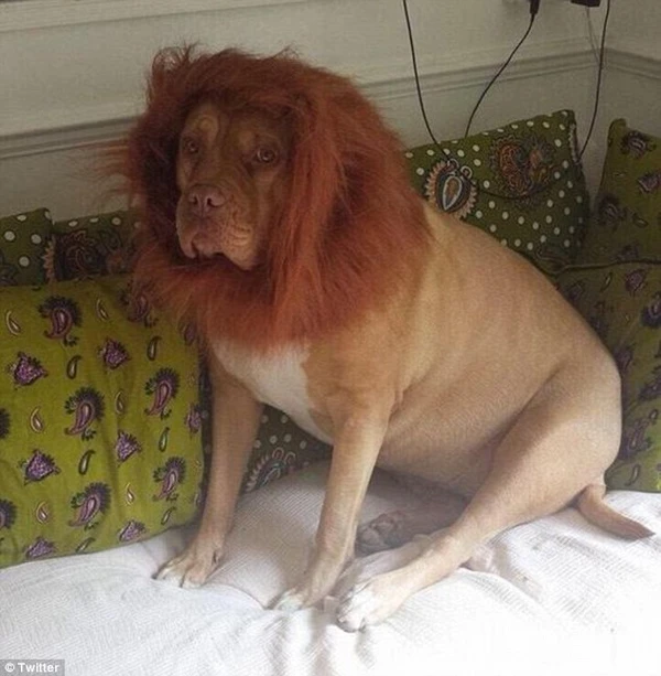 Giật mình chú chó trông giống hệt sư tử 2