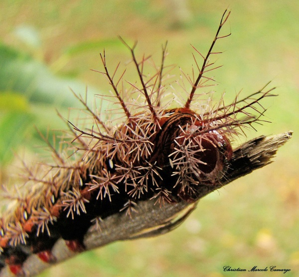 Cận cảnh loài côn trùng có bộ lông tuyệt đẹp chứa chất kịch độc 6