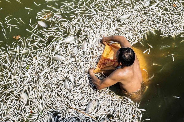 cá chết hàng loạt