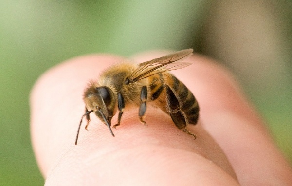 chữa bệnh bằng cách cho ong đốt