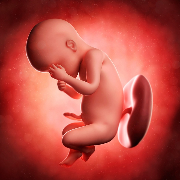 7 điều nên làm để ngừa dị tật bẩm sinh cho thai nhi 1
