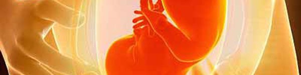 Hiện tượng bí ẩn nhất thai kỳ: sự hình thành trái tim của thai nhi 3
