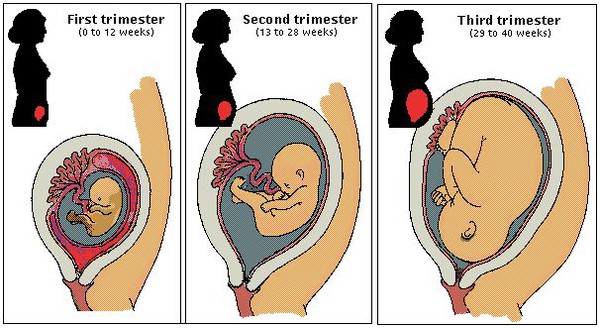 5 điều thú vị về 3 tháng giữa của thai kỳ 1